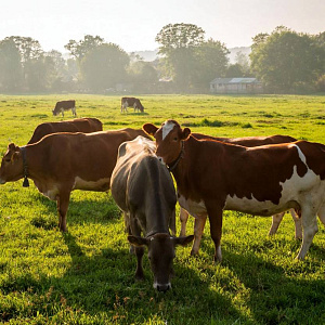 Геномная селекция в животноводстве получила господдержку в 264 миллиона рублей