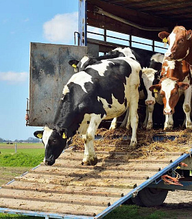 Экспорт живых животных из России в 2025 году