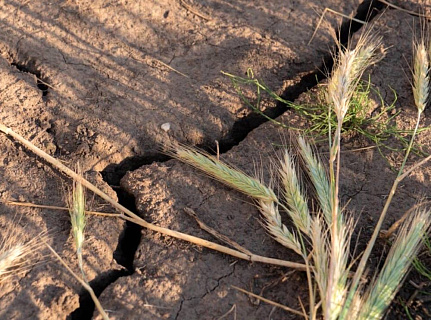 Погодные аномалии становятся драйвером агрострахования