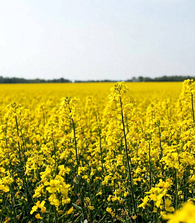 Сбор масличных культур в РФ в 2025 году прогнозируется на уровне 33 млн. тонн