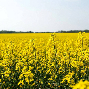 Сбор масличных культур в РФ в 2025 году прогнозируется на уровне 33 млн. тонн