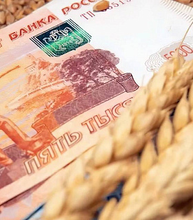 Страховые выплаты аграриям Кубани 2025: сколько получат фермеры за засуху