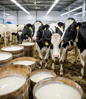 Реализация молока в сельхозорганизациях увеличилась на 6,2% за год