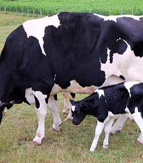 Экономическая выгода использования зелёного концентрата в молочном животноводстве