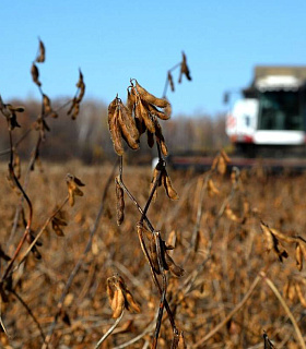 Рекорды рапса и сои в Сибири и спад подсолнечника в южных регионах