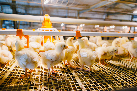 Руслан Даскиев, МЕГАМИКС: «В подготовке птичников мелочей не бывает»