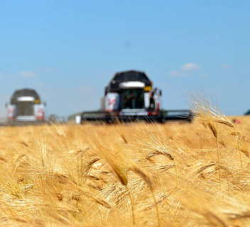 Сбор зерновых в Ростовской области показал снижение урожайности и валового сбора