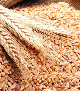 Семена Озимой Пшеницы, Ячменя.