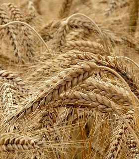 Цены на рожь продолжают рост на фоне исторически низких посевов