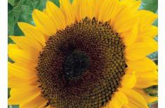 Подсолнечник Битюг 10 г Н17