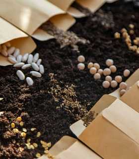 Российская селекция: как протекционизм стимулирует производство семян