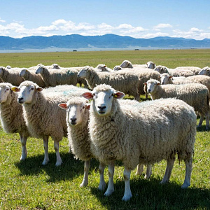 Овцеводы Бурятии предлагают системные решения для отрасли