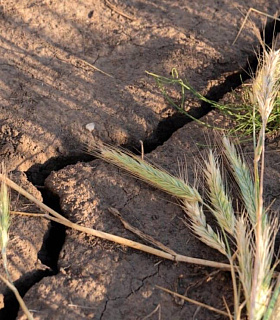 Погодные аномалии становятся драйвером агрострахования