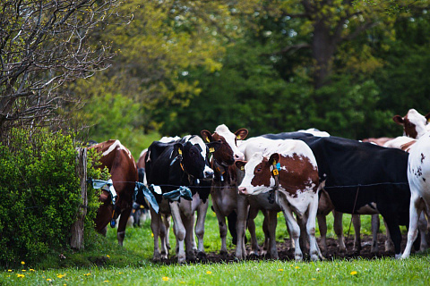 Практическое применение данных о генетической устойчивости к болезням для улучшения здоровья стада