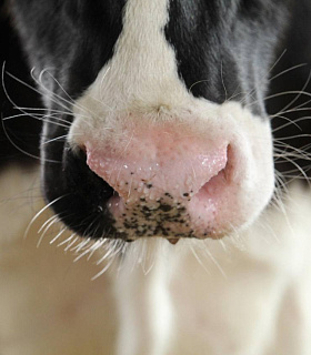 От молочных журналов к геномной селекции: как сто лет истории изменили генетику КРС