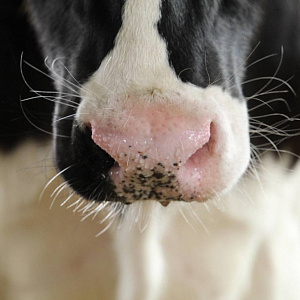 От молочных журналов к геномной селекции: как сто лет истории изменили генетику КРС