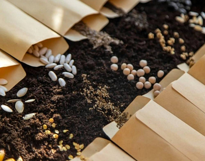 Российская селекция: как протекционизм стимулирует производство семян