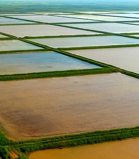 Депутаты вносят законопроект о «рисопригодных землях»