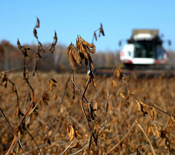 Рекорды рапса и сои в Сибири и спад подсолнечника в южных регионах