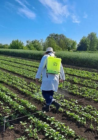 Технология возделывания рапса: как сохранить и повысить урожайность