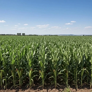 ЕвроХим провел опыт на кукурузе в Липецкой области 
