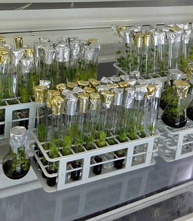 Генетическая коллекция даёт России преимущество в сфере АПК