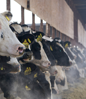 В России хотят сократить импорт племенного материала и создадут реестр быков