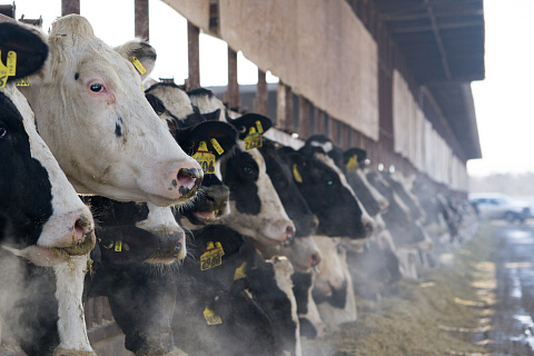 В России хотят сократить импорт племенного материала и создадут реестр быков