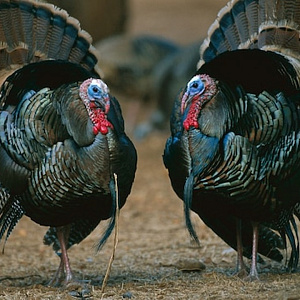 Производители индейки приедут на MAP Russia праздновать первый юбилей