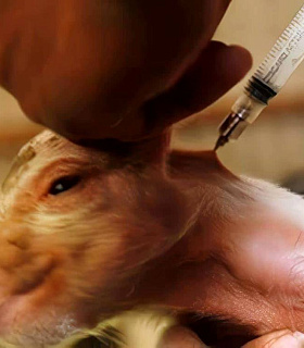 Сколько ждать после лечения: учёные проверяют сроки выведения антибиотиков у скота