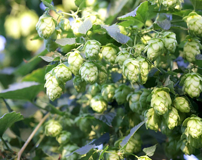 5 млн. рублей за гектар: стоит ли заниматься хмелеводством в России