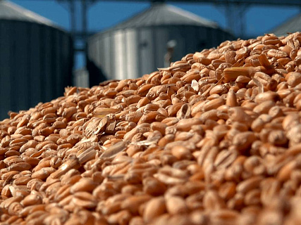 Россия на рынке зерна: доля, конкуренты и перспективы экспорта в 2025–2026 годах