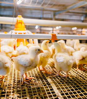 Руслан Даскиев, МЕГАМИКС: «В подготовке птичников мелочей не бывает»