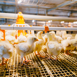 Руслан Даскиев, МЕГАМИКС: «В подготовке птичников мелочей не бывает»