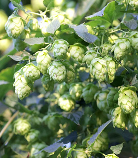 5 млн. рублей за гектар: стоит ли заниматься хмелеводством в России