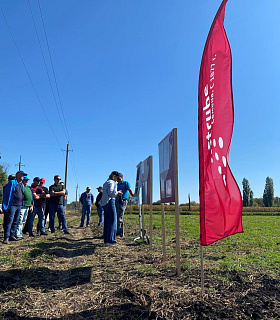 «Штрубе Рус»: условия выращивания сахарной свёклы