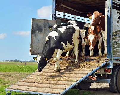 Экспорт живых животных из России в 2025 году