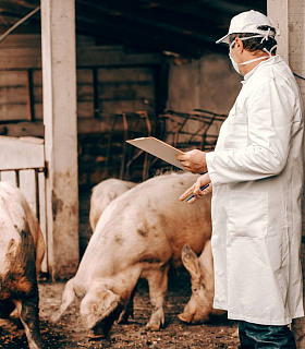 Швейцария вводит «клеймо страдания»: какие процедуры теперь требуют маркировки на продуктах