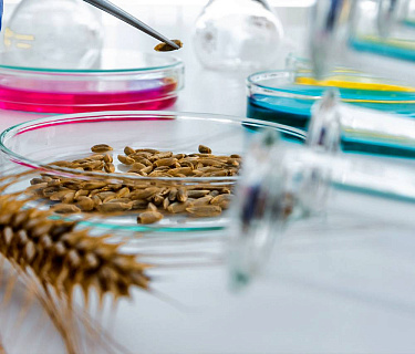 Россельхознадзор меняет подход к контролю зерна: что нужно знать зерноперерабатывающим предприятиям