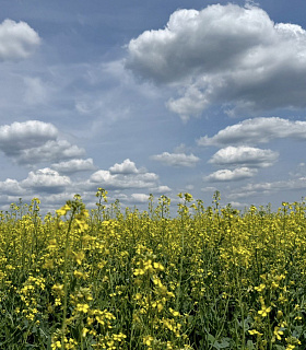 Технология возделывания рапса: как сохранить и повысить урожайность