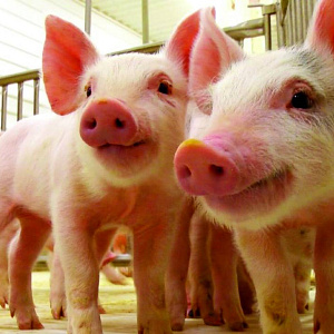 Рацион и здоровье свиней: несколько научных открытий
