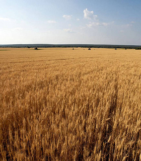 Урожай зерна в России превысил 141 миллион тонн