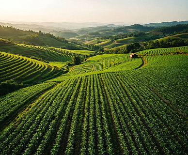 Решают регионы: перевод сельскохозяйственных земель остается полностью в их компетенции