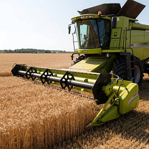 Высокий урожай больше не гарантирует прибыль фермеру