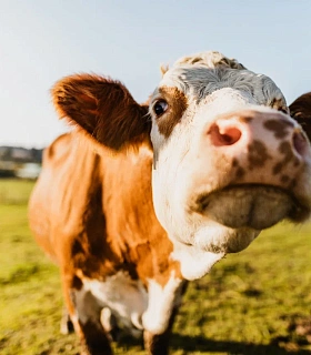 Микробиом рубца – на максимум. Добавка МЕГАБУСТ РУМЕН доказанно повышает эффективность молочного производства