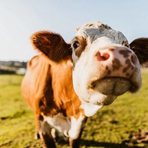 Микробиом рубца – на максимум. Добавка МЕГАБУСТ РУМЕН доказанно повышает эффективность молочного производства