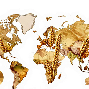 Мировое производство пшеницы 2026 упадет до 810 млн тонн