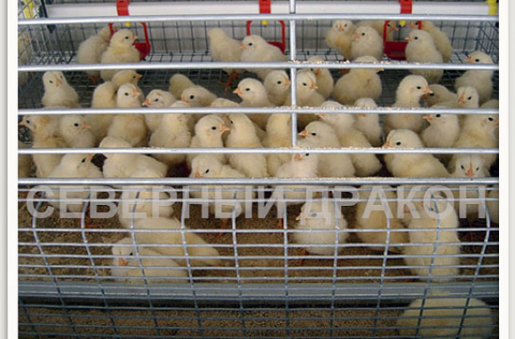 КЛЕТКА ДЛЯ СОДЕРЖАНИЯ И ВЫРАЩИВАНИЯ МОЛОДНЯКА КУР