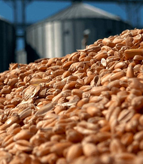 Россия на рынке зерна: доля, конкуренты и перспективы экспорта в 2025–2026 годах