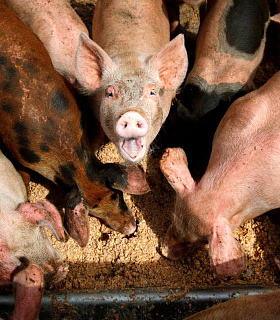 Новые правила АЧС: подозрение, карантин, транспортировка